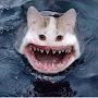 @SharkCatPVP