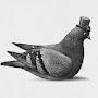 @dapperpigeon-m1x