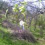 @reallyfreefoodforest