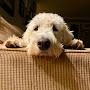 @Gordythedog7