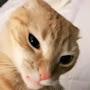 @NeitherFishNorCats