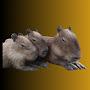 @Capybarafacts-i9j