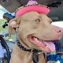 @Lady_the_Pitbull