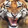 @pantheratigristigris3187