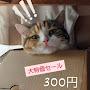 @鯱の金色