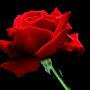@shcolanjeri333