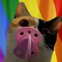 @MeAmCat