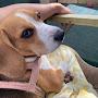 @ビーグルのサラbeaglesara