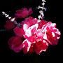 @sharon3750