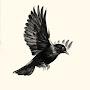 @black.bird.