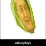 @mateuszplatek2532