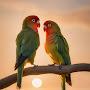 @rajeshbiswas6112