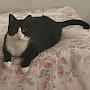 @jerseycatmews828