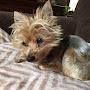 @Yorkiemom-j1r