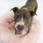 @blackdogslivesmatter1568