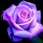 @turquoisesnowflake4613