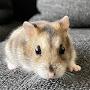@AquaHamster