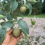@Growinginontario