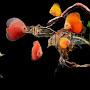 @discus-Altum-fish