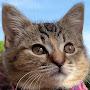 @kittygaming3878Therian