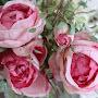 @katherinerappleye2769