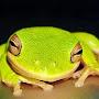 @greenfrog9702
