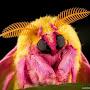 @MothsAreTheBest