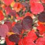 @disanthuscercidifolius2718