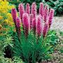 @GardengalAAA
