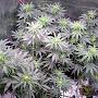 @go_rizzo_grow