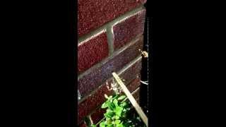 Garden Spider attacks stick!!