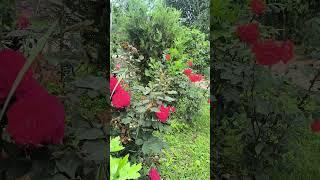 #Apu #Nature