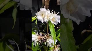 Bramha kamal|| Beautiful Queen of the night blooms || #food #dailyvlog #night #bramhakamal