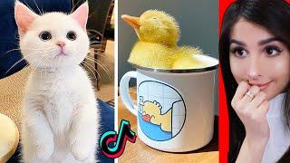 Cute Animals on Tik Tok That Will Make You Laugh