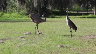 Sandhill Crane mating dance and call - Circle B Bar Reserve - 4/22/17