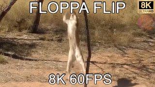 FLOPPA FLIP 8K 60FPS