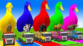 5 Giant Duck Cartoon,Cow,Elephant,Tiger,Lion,Gorilla, Paint Wild Animals Crossing Fountain Animation