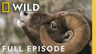 Wild Winter: Feast or Famine (Full Episode) | America the Beautiful | Nat Geo Animals