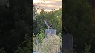 Coopers hawk hunting gopher from a perch in Corrales