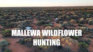 Mallewa Wildflowers and a DIY Shower Awning - Episode 56