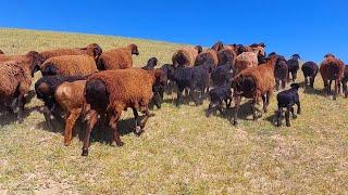 Hissar sheep and lambs graze on the mountains