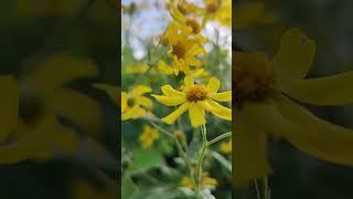 "Yellow flowers and Lata Mangeshkar's timeless melody, spreading love and joy!  #Nature"