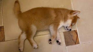 柴犬Honey卡哇伊的睡覺姿勢，一只哈基米胖寶寶的小柴犬！cute sleeping pose of shiba inu