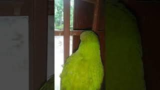 VP...BLOGER