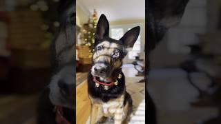 DOES YOUR FURBABY HAVE THEIR STOCKING HUNG? | Lynnrazz #youtubeshorts #dog #christmas #doglover