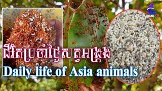 Daily life of Asia animals amazing wildlife 2023 / animals KH Asia /