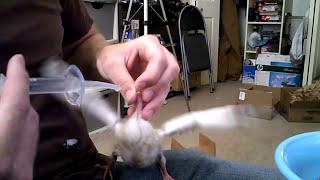 HOW TO FEED A BABY PIGEON WITH BIRD FEED