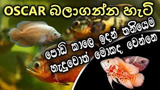 Oscar fish care in Sinhala | Oscar fish care , food ,tankmates and othor caring's in sinhala