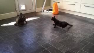 Funny cats drifting and sliding on slippery kitchen floor