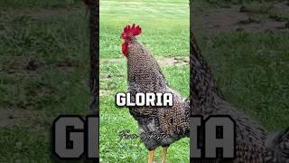 Gloria, Oh Gloria, Gloria!#rooster #chickens #chicken #nameyellingchicken #gloria #glória